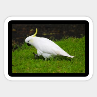 The Cockatoo Sticker